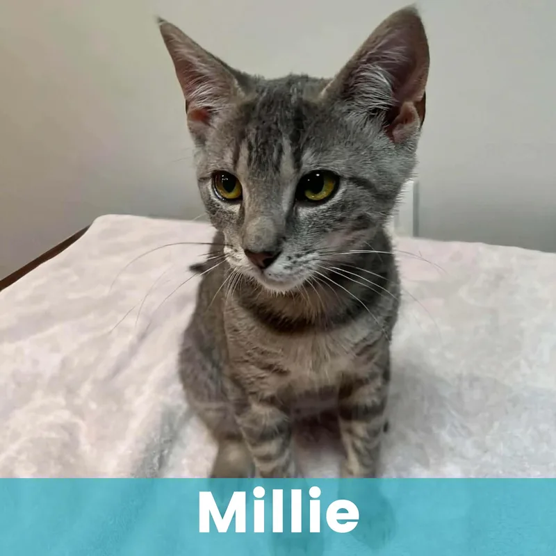 Millie thumbnail 2