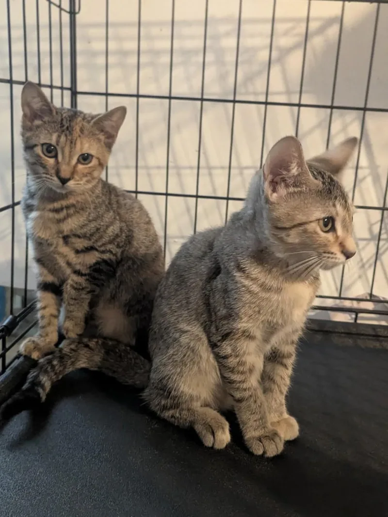 A baby medium-sized female Tabby (Brown / Chocolate) Domestic Short Hair cat named Mochi and Mona for adoption in Sudbury, MA