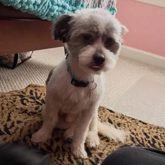 A young small-sized male Maltese dog named George for adoption in Norfolk, VA