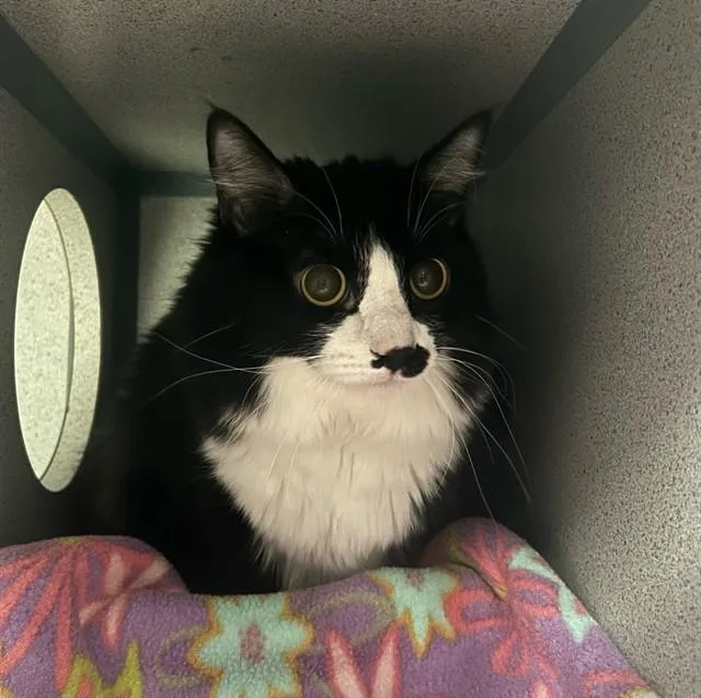 An adult medium-sized female Domestic Medium Hair cat named A for adoption in Agoura, CA