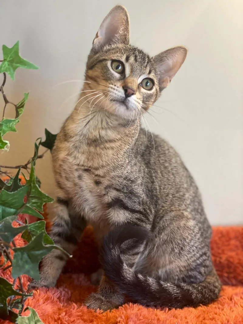 A baby medium-sized male Tabby cat named Bryce for adoption in Taylor, MI