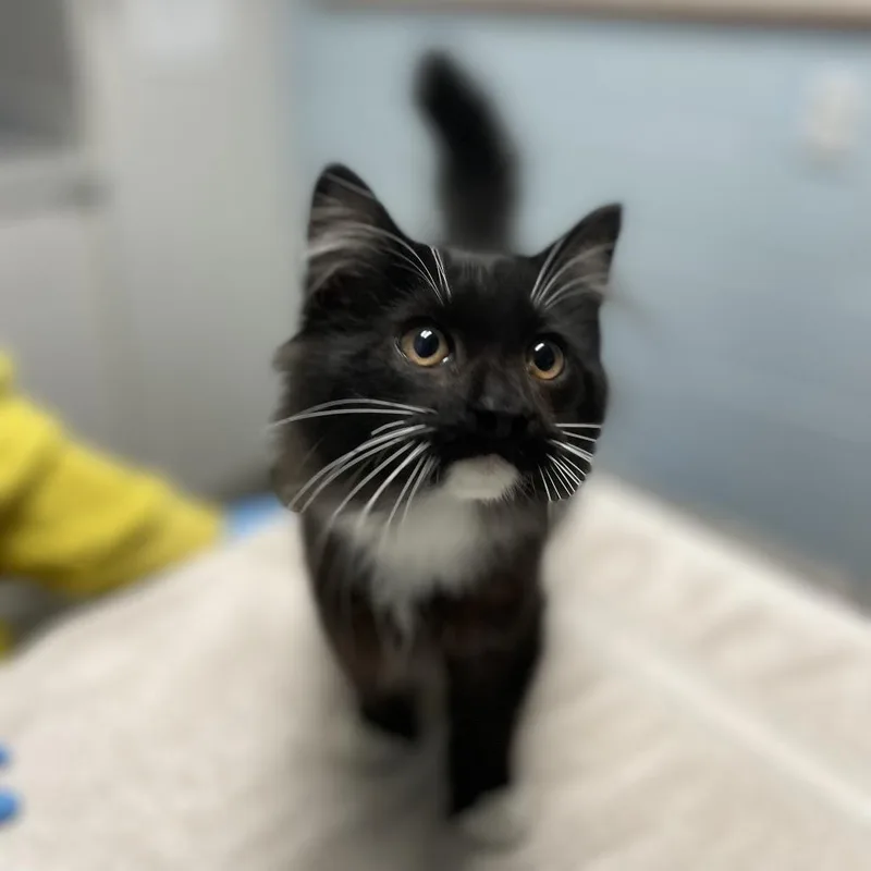 A baby small-sized male Domestic Medium Hair cat named SheRa for adoption in Riverside, CA