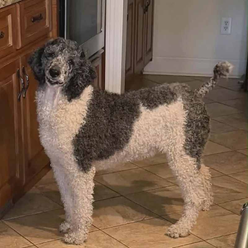 An adult large-sized female Gray / Blue / Silver Poodle dog named Stella for adoption in Alexandria, VA