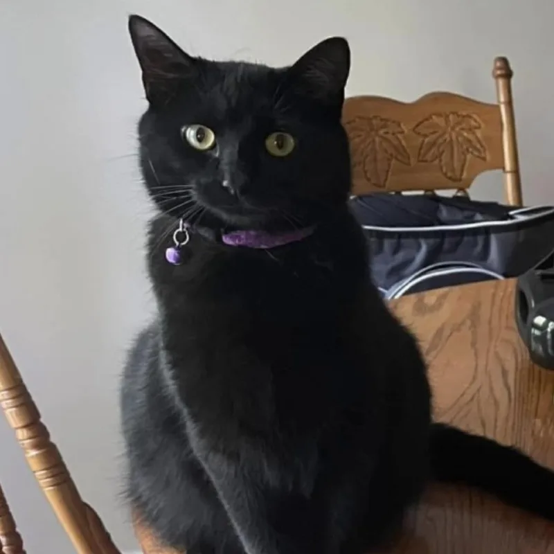An adult small-sized female Black Domestic Short Hair cat named Maleficent for adoption in Lynchburg, VA