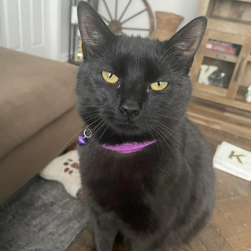 Maleficent thumbnail 2