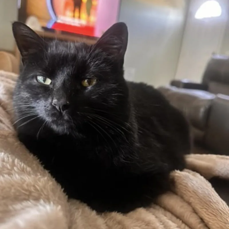 Maleficent thumbnail 3