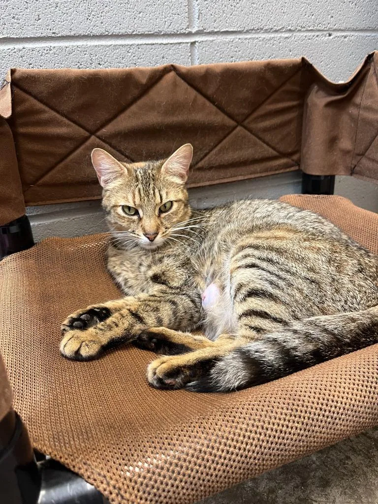 A young medium-sized female Domestic Short Hair cat named Mila for adoption in Clinton, SC