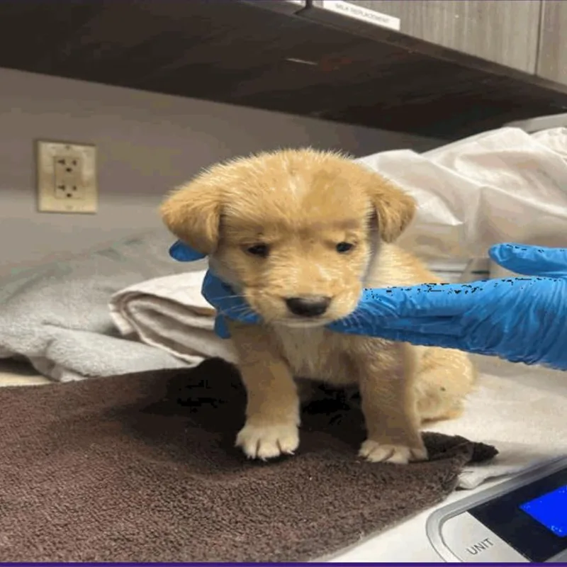 A baby small-sized male Golden Labrador Retriever dog named Buck for adoption in Montgomery, TX