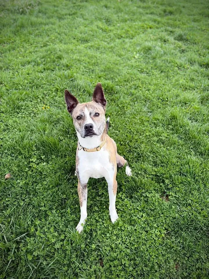 A young medium-sized male Brindle Husky dog named Roger for adoption in Greensburg, IN