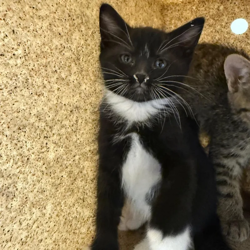 A baby small-sized female Black Domestic Short Hair cat named Katniss for adoption in Reno, NV