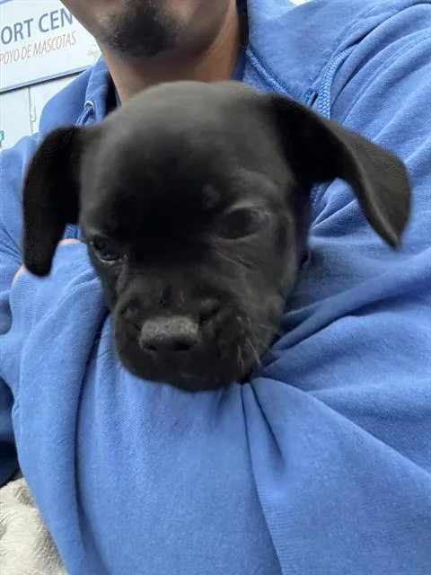 A young medium-sized female Mixed Breed dog named Ash for adoption in Dallas, TX