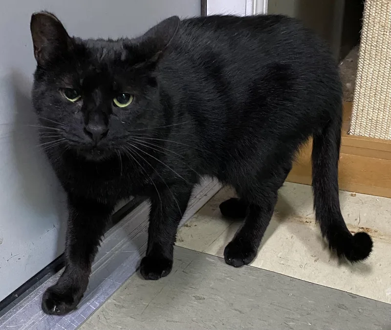 The Void thumbnail 2