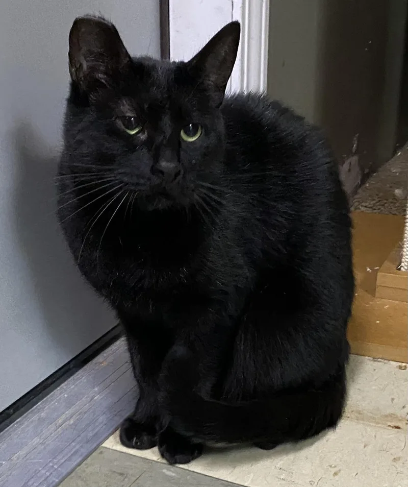 The Void thumbnail 3