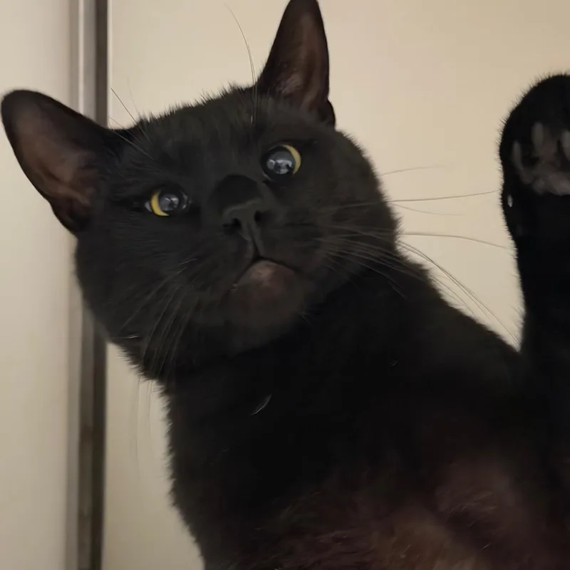 A young large-sized male Domestic Short Hair cat named Salem C for adoption in Napoleon, OH