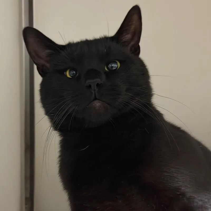 Salem C thumbnail 2