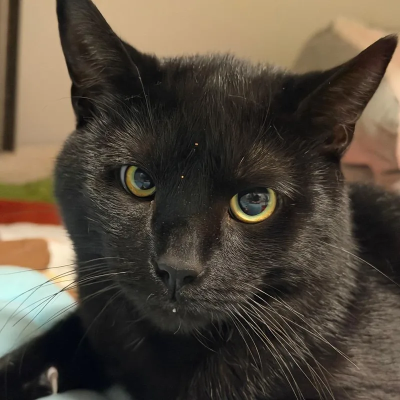 Salem C thumbnail 3