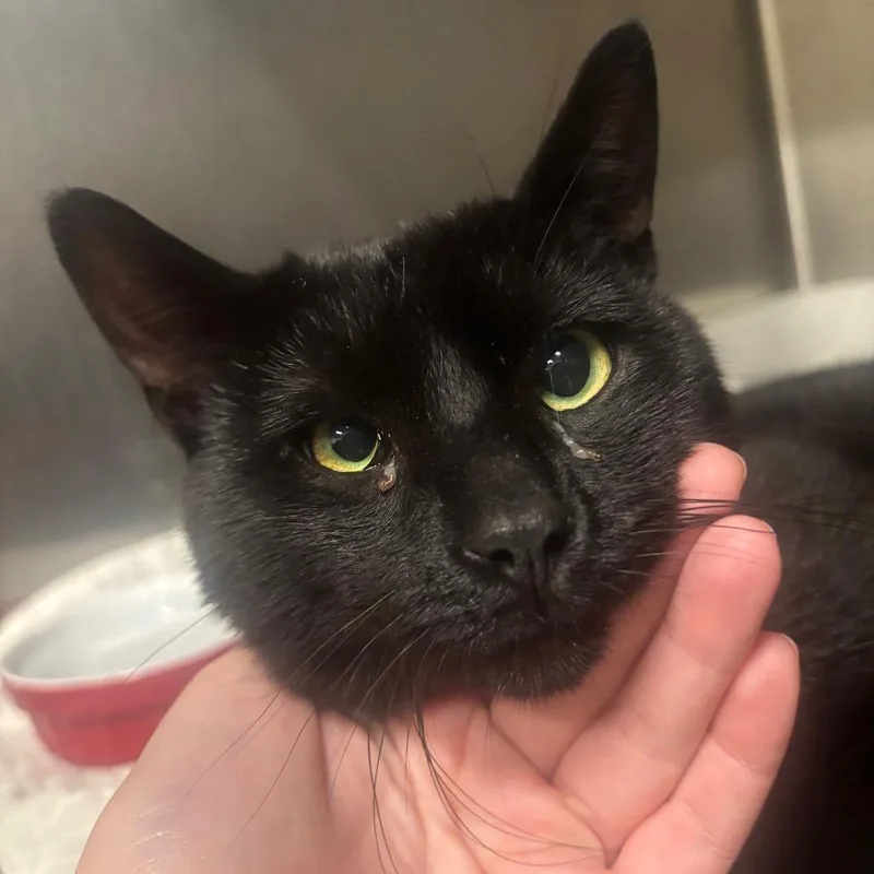 Salem C thumbnail 5
