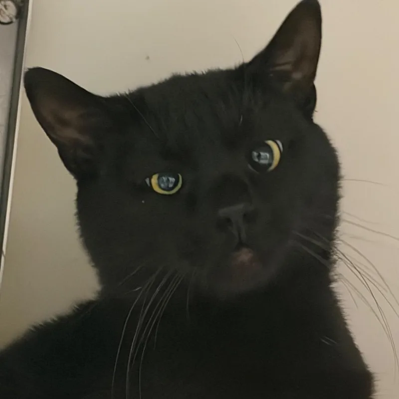Salem C thumbnail 6