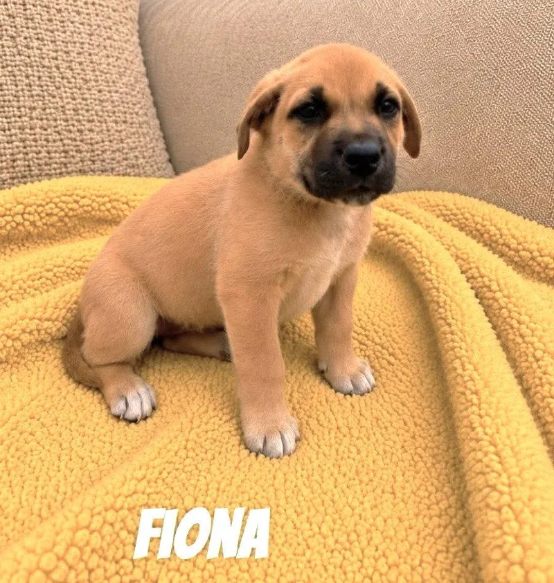 A baby medium-sized female Mixed Breed dog named Fiona SS in MS for adoption in Warwick, RI