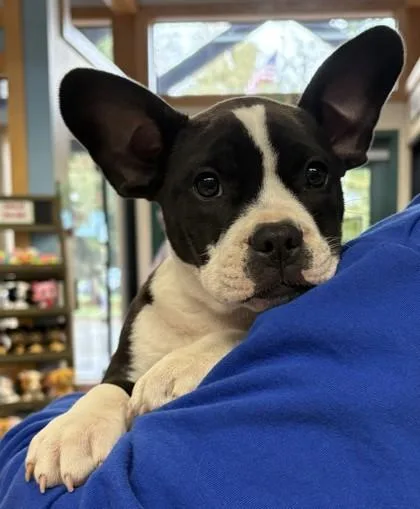A baby large-sized male Black Pit Bull Terrier dog named Butterball for adoption in Stanwood, WA