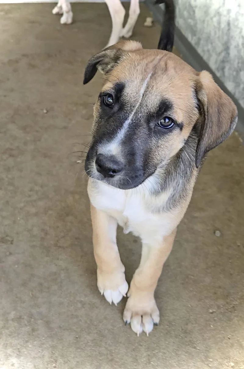 A baby medium-sized female Pit Bull Terrier dog named Saffron for adoption in Estherville, IA