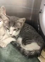 A baby medium-sized female White Domestic Short Hair cat named Cassie for adoption in Orange, VA