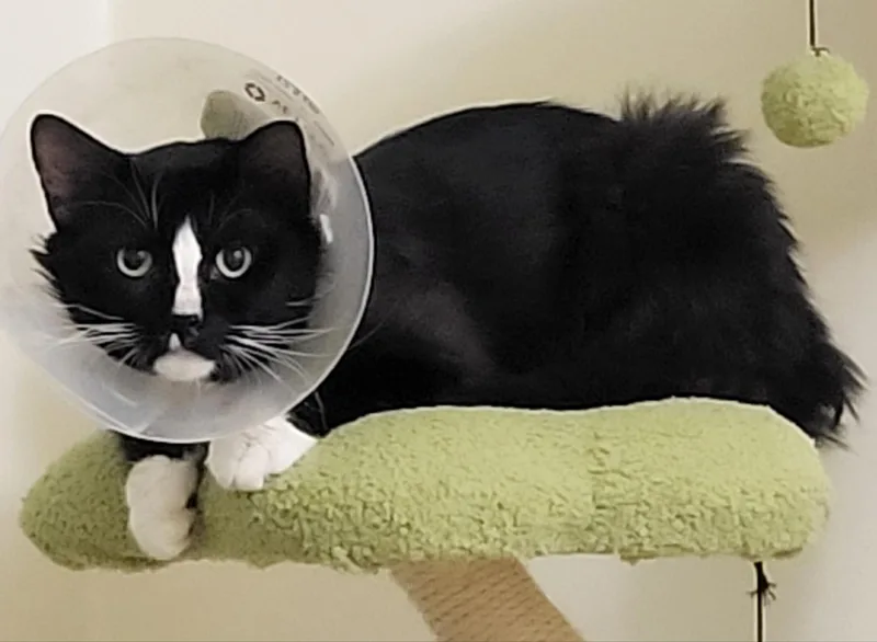 An adult large-sized male Black & White / Tuxedo Domestic Medium Hair cat named Smokey Joe for adoption in Homewood, IL