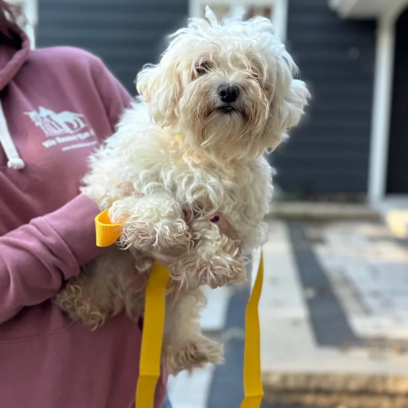 An adult small-sized female Maltese dog named Pisa for adoption in St. Charles, IL