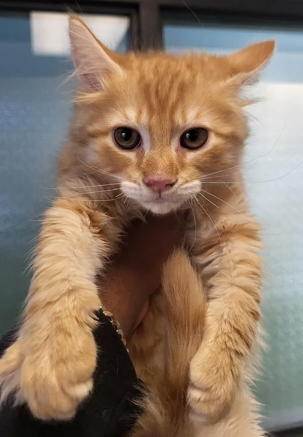 If Mufasa
