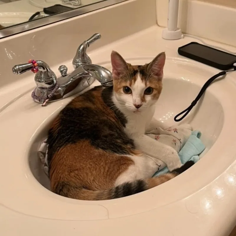 A young medium-sized female Calico Domestic Short Hair cat named Sadie for adoption in Queen Creek, AZ