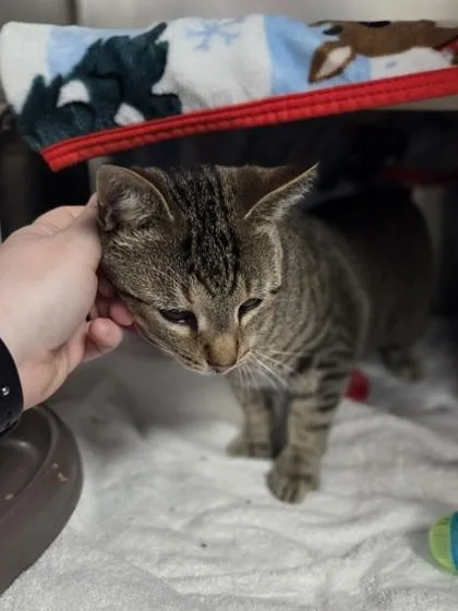 A young large-sized male Domestic Short Hair cat named Wendell for adoption in Westland, MI