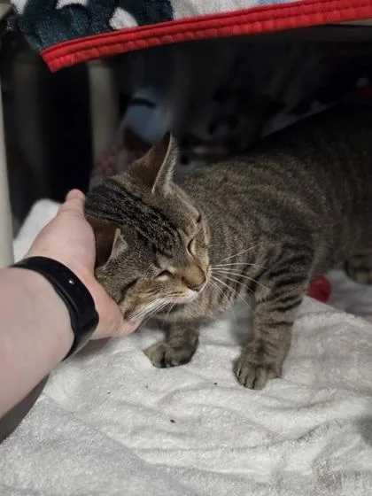 Wendell thumbnail 2