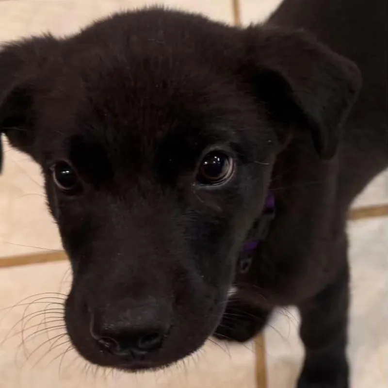 A baby medium-sized female Black Mixed Breed dog named Monica for adoption in Fredericksburg, VA