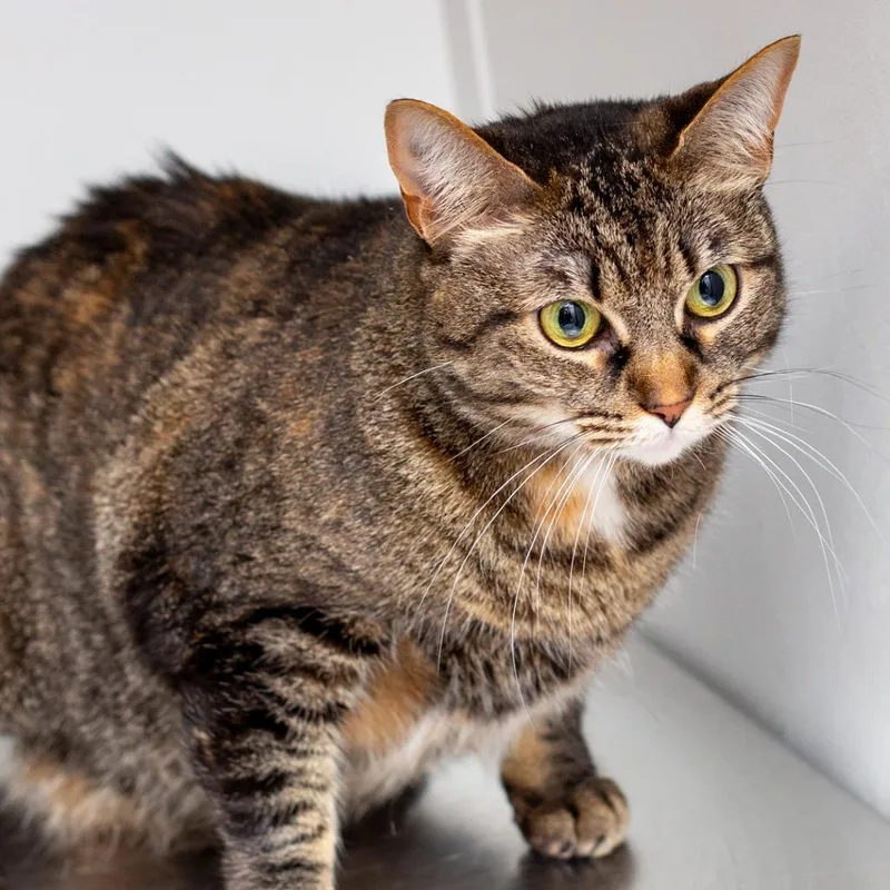 An adult large-sized female Brown / Chocolate Domestic Short Hair cat named Koda for adoption in Hattiesburg, MS