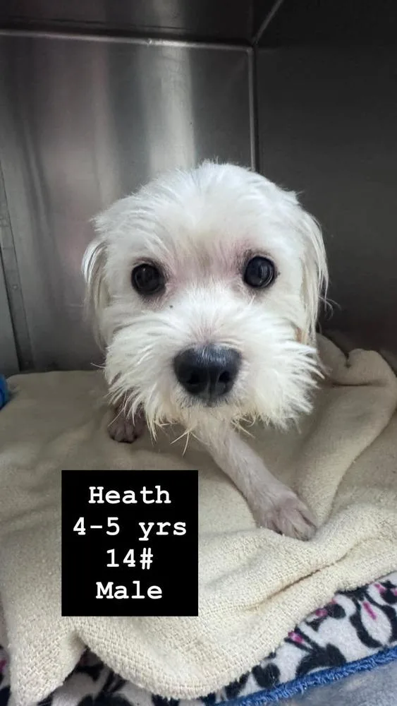 Heath thumbnail 3