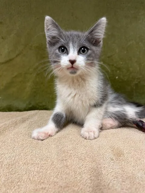 A baby small-sized male Domestic Short Hair cat named Melvin for adoption in Riverside, CA