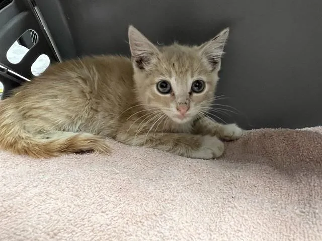 A baby small-sized male Domestic Medium Hair cat named Acorn for adoption in Ontario, CA