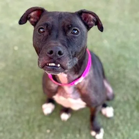 An adult medium-sized female Black Pit Bull Terrier dog named Pixie for adoption in Las Vegas, NV