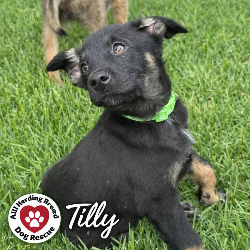 Tilly