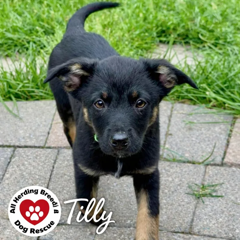 Tilly thumbnail 2