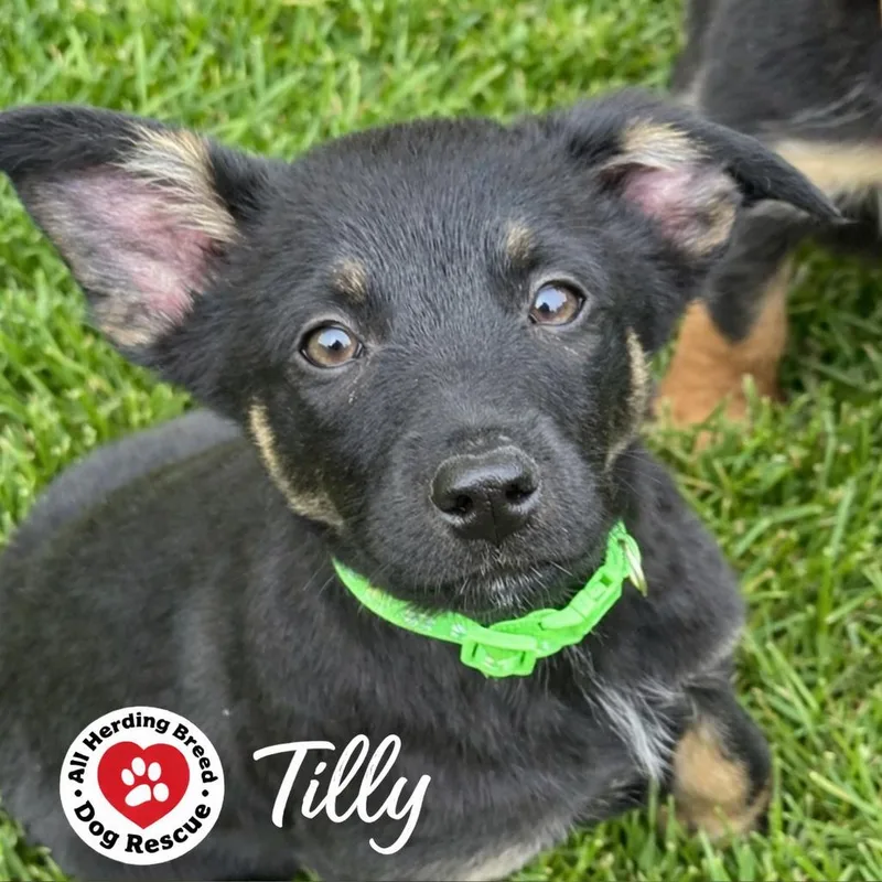 Tilly thumbnail 3