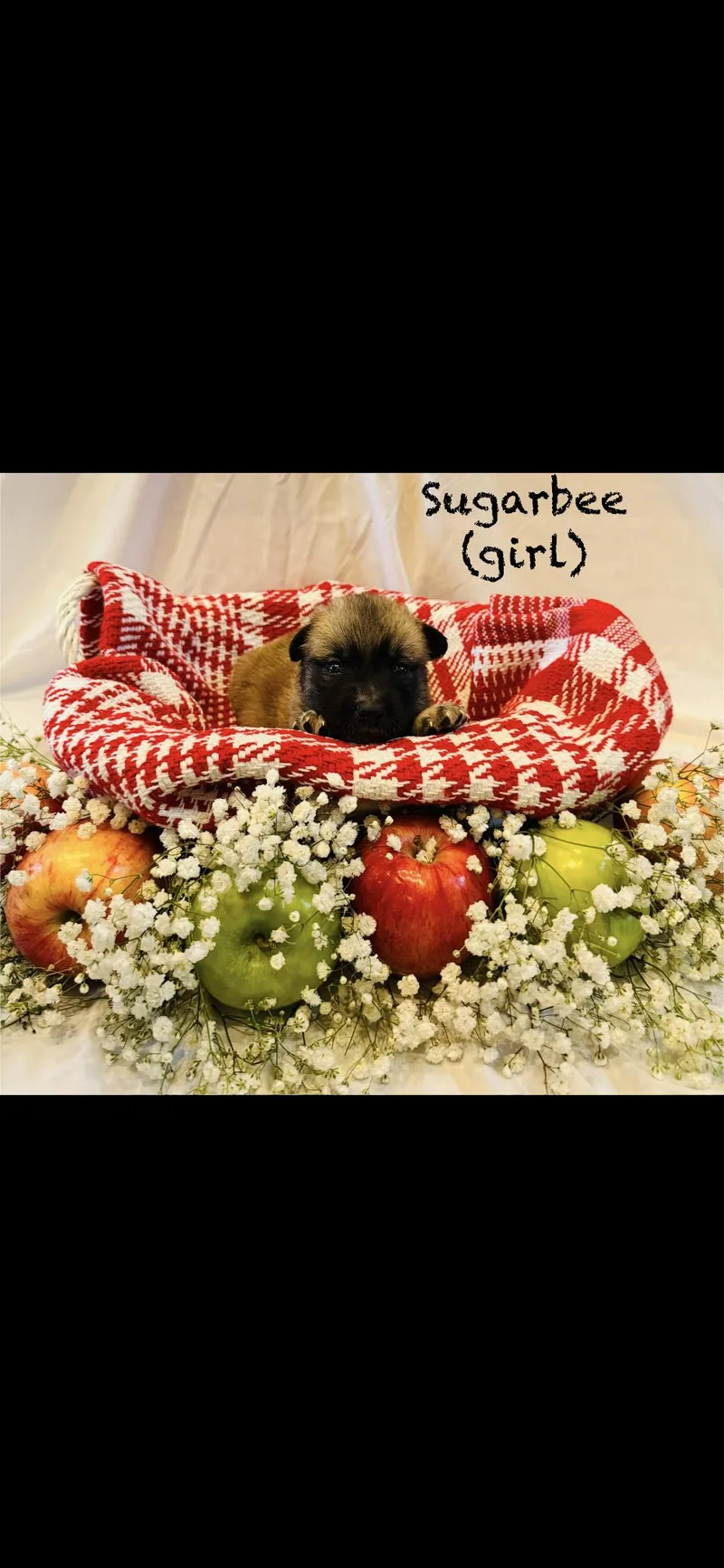 A baby large-sized female Anatolian Shepherd dog named Sugarbee Htx for adoption in Quinlan, TX