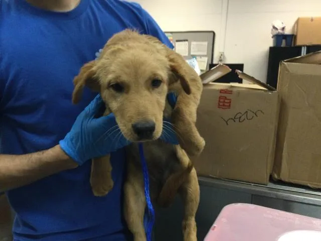 A baby small-sized female Golden Retriever dog named Daisy for adoption in Thousand Palms, CA
