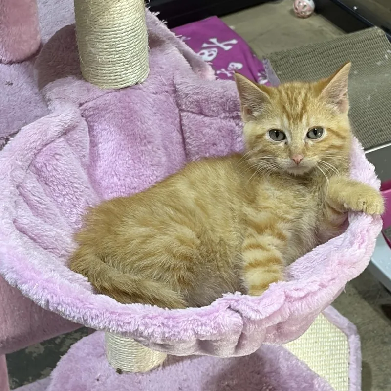 A baby medium-sized male Tabby (Orange / Red) Domestic Short Hair cat named Flash for adoption in Murfreesboro, TN