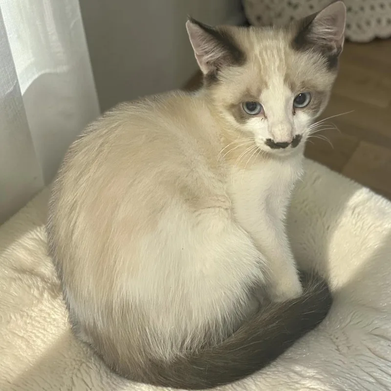A baby small-sized male Seal Point Snowshoe cat named Sundae for adoption in Tulsa, OK