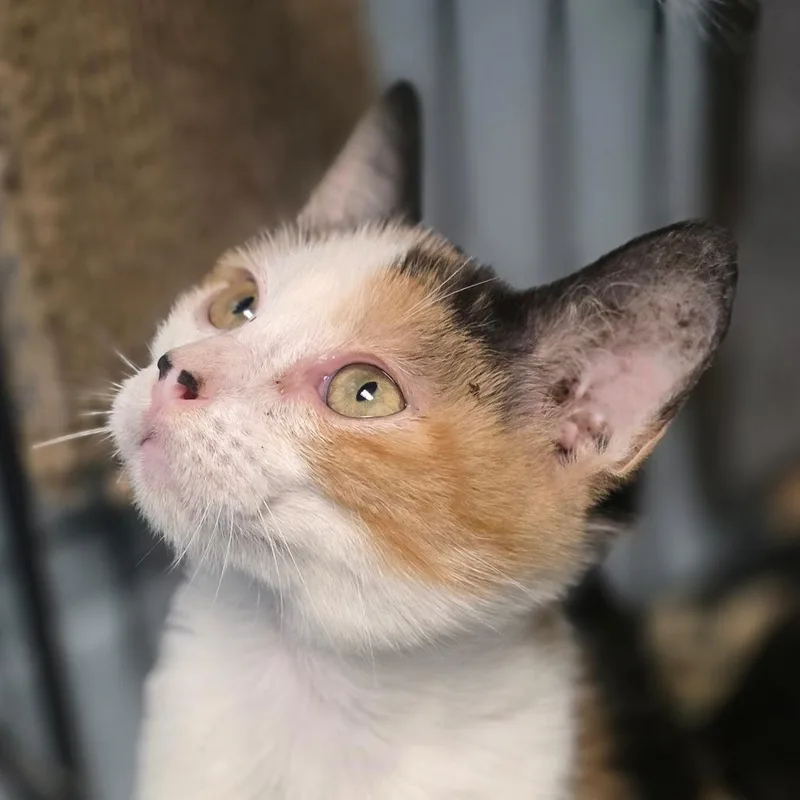 A baby small-sized female Calico Domestic Short Hair cat named Aki for adoption in Huntsville, AL