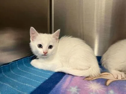 A baby small-sized male White Domestic Short Hair cat named Johnny for adoption in Kansas City, MO
