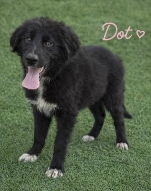 Dot