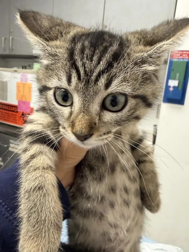 A baby small-sized female Domestic Short Hair cat named Nikki for adoption in Los Angeles, CA