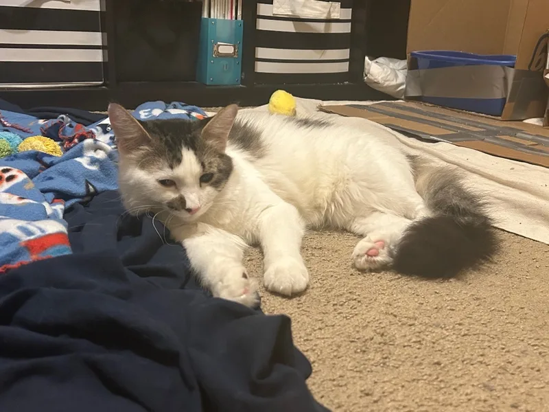 Mr. Apple thumbnail 2